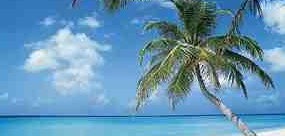 palmen am strand